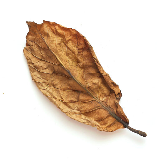 FLR DPS - Mélanges de Tabac – Image 6