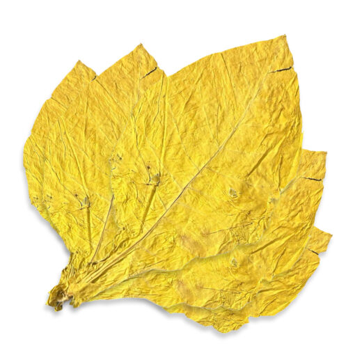 Virginia Bright - Feuille de Tabac
