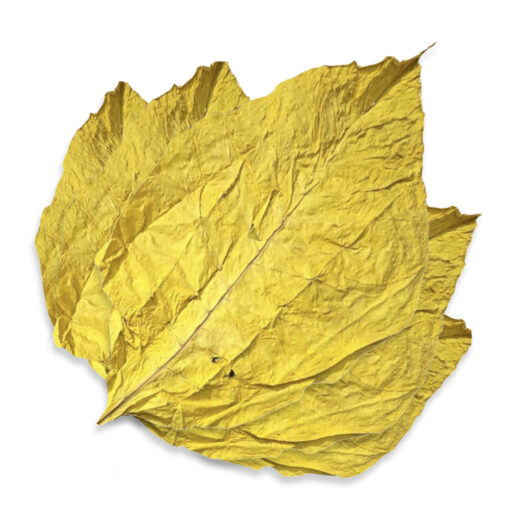 Virginia Italia - Feuille de Tabac