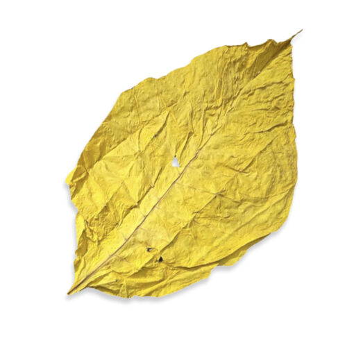 Virginia Italia - Feuille de Tabac – Image 2