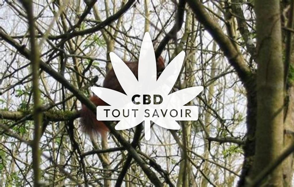 Village à Coivert avec feuille Cannabis CBD