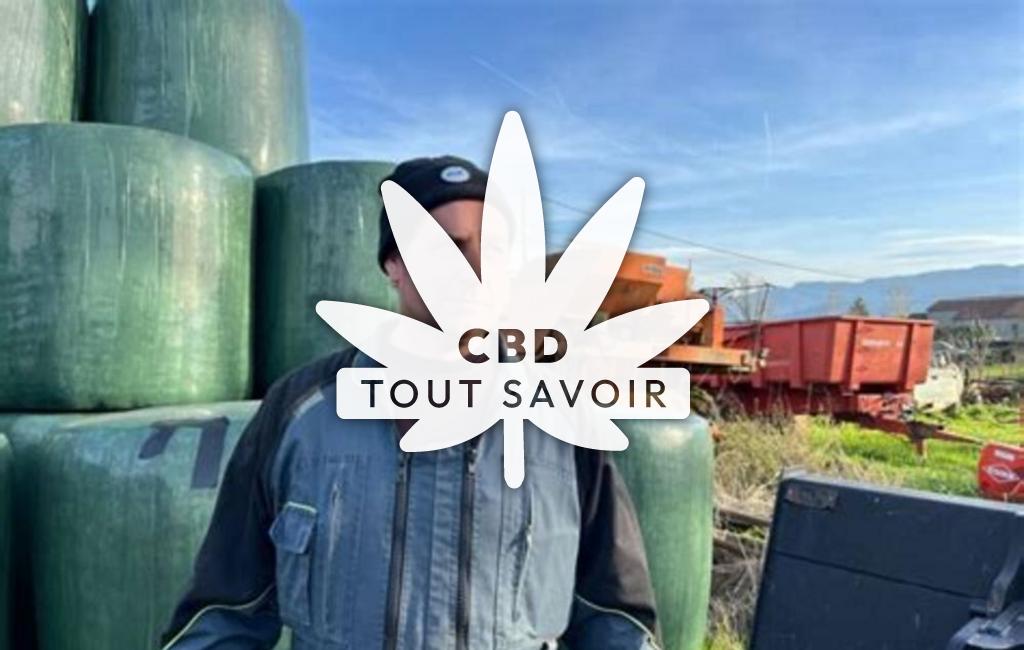 Village à Montastruc-de-Salies avec feuille Cannabis CBD