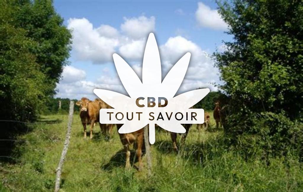 Village à Bazaiges avec feuille Cannabis CBD
