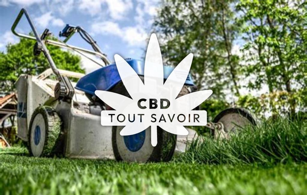 Village à Malintrat avec feuille Cannabis CBD