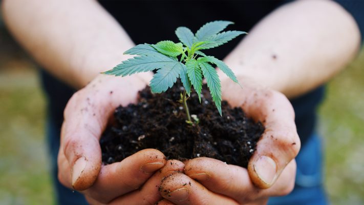 Article de blog Human CBD - CBD - guide complet des bienfaits, effets et utilisations en 2026