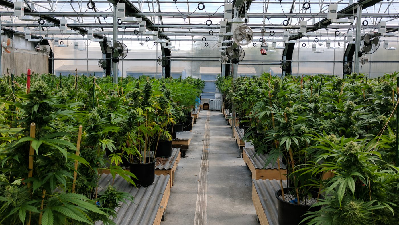 Fleur CBD indoor, greenhouse ou outdoor - quelle différence - Human CBD