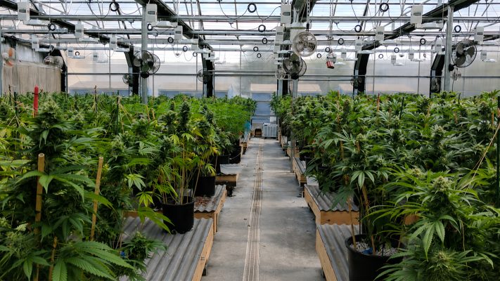 Fleur CBD indoor, greenhouse ou outdoor - quelle différence - Human CBD