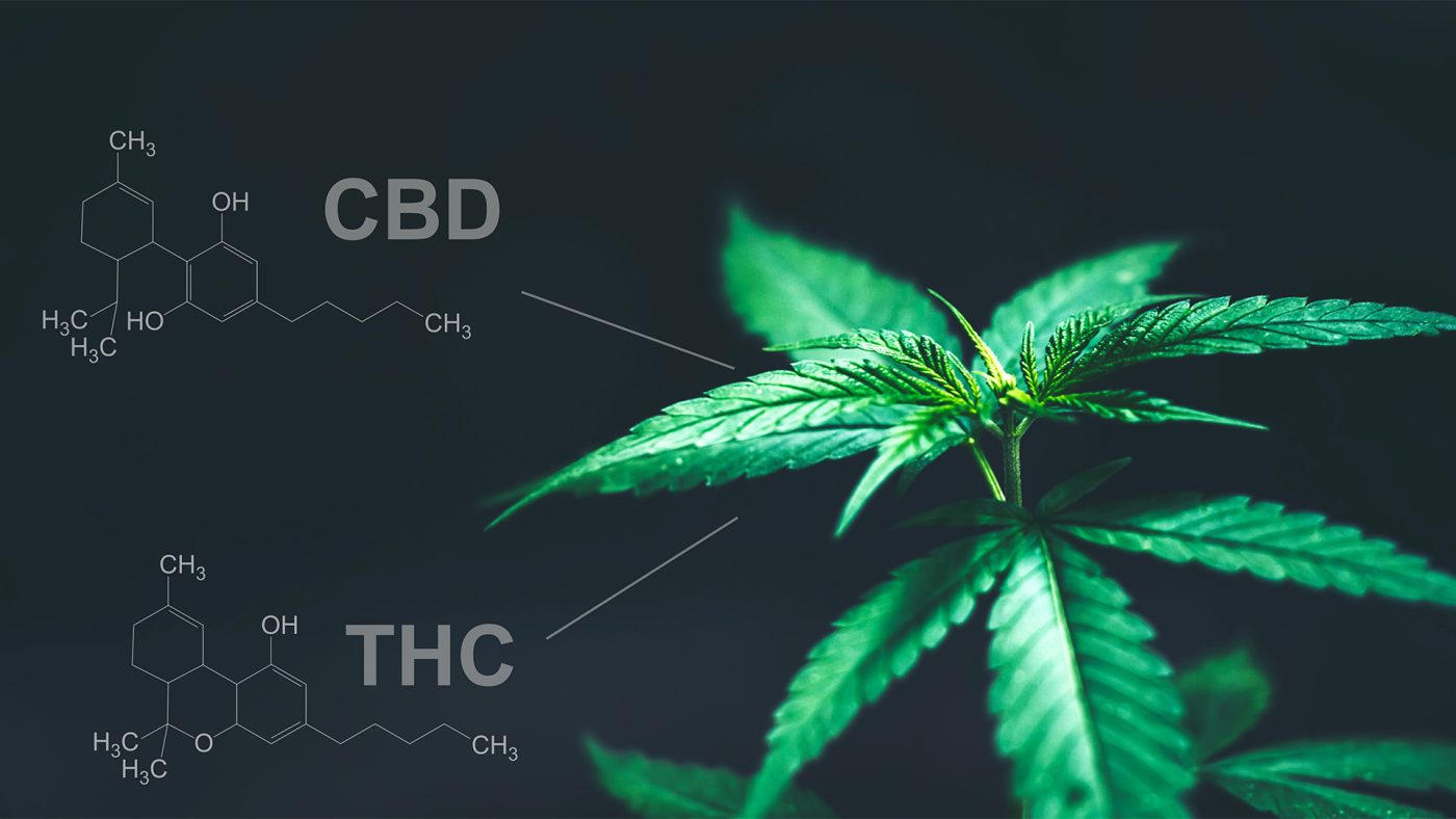 Tout savoir sur le CBD - Human CBD