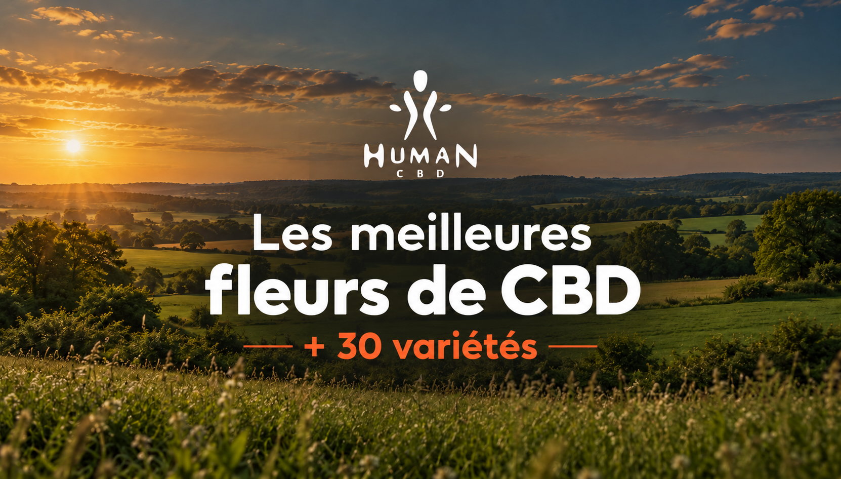 Fleurs de CBD au cœur des champs - Human CBD